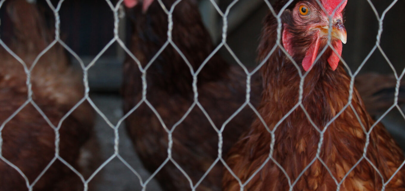 Deter Racoons From a Chicken Coop – Mother Earth News - Vimarsana News